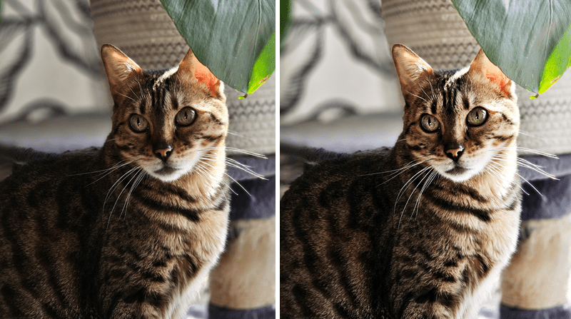 photo of cat before brightening and after brightening