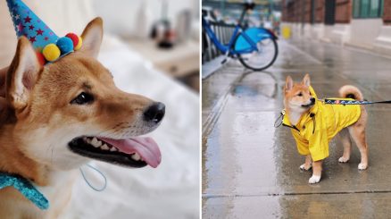 Photos of Hank the dog wearing a birthday party hat and wearing a yellow raincoat by Hanna Schmitz