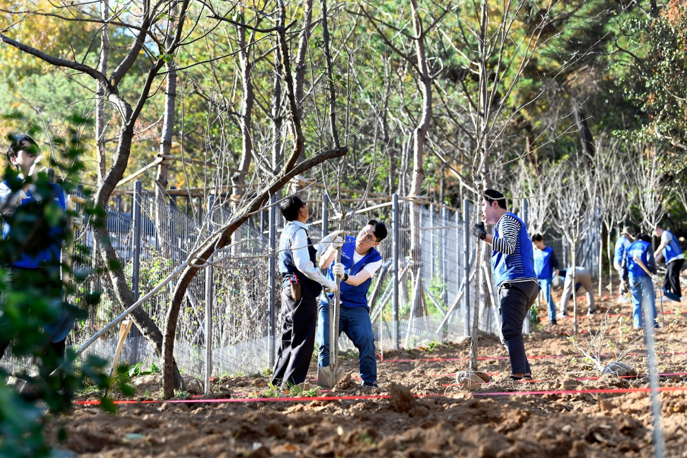 삼성생명 임직원들이 지난 2일 서울 은평구 둘레길에서 조경수를 심는 식목 봉사를 하고 있다.
